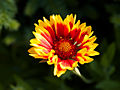 Gaillardia aristata IMG_4599 Gailardia oścista